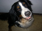 Bosco