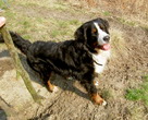 Bosco