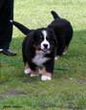 Denver D-Moll