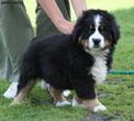 Denver D-Moll