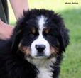Denver D-Moll