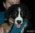 Denver D-Moll