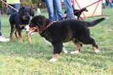 Denver D-Moll