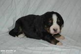 Denver D-Moll