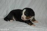 Denver D-Moll