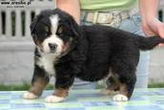 Denver D-Moll