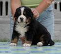 Denver D-Moll
