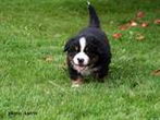Denver D-Moll