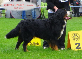 OZZY na Międzynarodowej Wystawie w Opolu  zdobył 2 miejsce w klasie otwartej z oceną doskonałą