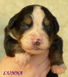 LUNNA