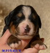 MAVERICK