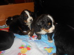 VIGO & HEDER