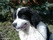 Landseer ANUBIS (vel. Buxus Vienaragis)
