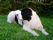 Landseer BART - lato 2005