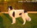 Landseer ANUBIS (vel. Buxus Vienaragis)