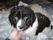 Landseer FART - 8 tygodni