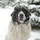 Landseer BAILY 