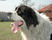 Landseer ANUBIS (wiosna 2006)