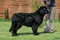 Nowofundlandka KISSY z hodowli BLACK OBSESSION