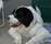 Landseer BART w Wachtberg w oczkiwaniu przed wejsciem na ring