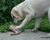 Labradorka CHERRY LADY przy obiadku
