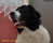 Landseer BAILY