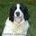 Landseer FATIMA