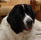 Landseer BAILY