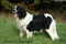 Landseer ARTUSIA