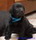 Labrador ENZO (7 tyg.) syn PIKI i PEPPERA