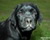 Labradorka ELIZA - 3 miesiace