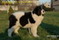 Landseer - suczka HERMIONA (HETI), córka BART'a i ARTUSI - 4 miesiace
