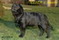 Labradorka ELIZA - 4 miesiace