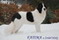 Landseer FATIMA - córka BART'a