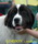 20 - Landseer GORDON - syn BARTA i BAILY