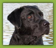COFIE