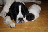 Litter R - D.O.B. 22.10.2014