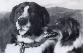 03-_Twa_Dogs_-_Sir_Edwin_Landseer_1858