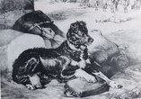 08-_Alsop's_Cora_-_Sir_Edwin_Landseer