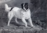 10-_Canine_Friends_A_Newfundland_Dog_and_Irish_Terrier_beside_a_Stream_-_Sir_Edwin_Landseer_1822