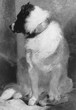 13-_A_Newfoundland_-_Sir_Edwin_Landseer_1820