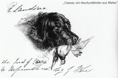 14-_Caesar_a_Newfoundland_Dog_of_Wales_-_Sir_Edwin_Landseer