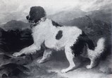 16-_Lion_-_Sir_Edwin_Landseer_1824.(www.landseer.pl).jpg