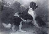 17-_Bashaw_-_Sir_Edwin_Landseer_1820