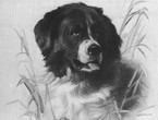 27-_My_Dog_-_Sir_Edwin_Landseer_1840