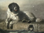 28-_A_Distinguished_Member_of_the_Humane_Society_-_Sir_Edwin_Landseer_1831