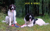 JADE & NEMO