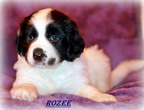 ROZEE