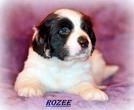 ROZEE