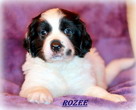 ROZEE